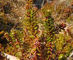 Attēlu rezultāti vaicājumam “Empetrum nigrum leaf”