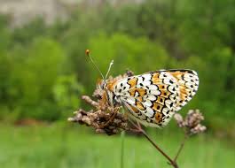 Attēlu rezultāti vaicājumam “Melitaea cinxia underside”