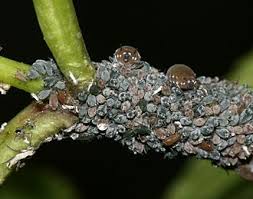 Attēlu rezultāti vaicājumam “Aphis confusa”