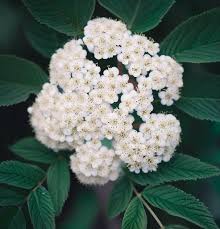 Attēlu rezultāti vaicājumam “Sorbus alnifolia”