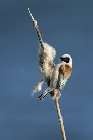 Attēlu rezultāti vaicājumam “Remiz pendulinus adult”