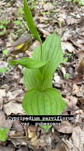 Attēlu rezultāti vaicājumam “Cypripedium calceolus leaf”