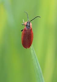 Attēlu rezultāti vaicājumam “Lygistopterus sanguineus”