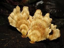 Attēlu rezultāti vaicājumam “Trametes ochracea”