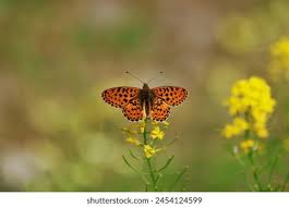 Attēlu rezultāti vaicājumam “Argynnis aglaja”