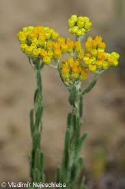 Attēlu rezultāti vaicājumam “Helichrysum arenarium bud”