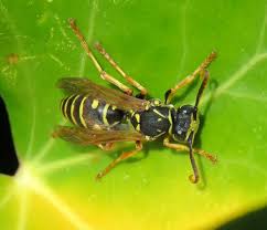 Attēlu rezultāti vaicājumam “Polistes nimpha”