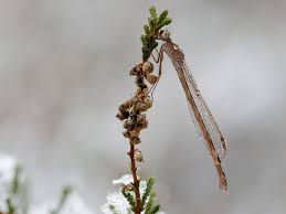 Attēlu rezultāti vaicājumam “Sympecma paedisca”