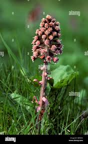 Image result for Petasites officinalis