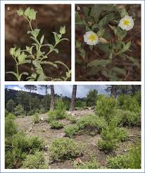 Attēlu rezultāti vaicājumam “Cistaceae”
