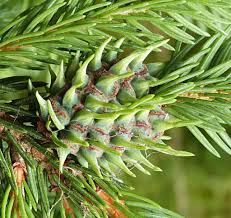 Attēlu rezultāti vaicājumam “Sacchiphantes abietis”