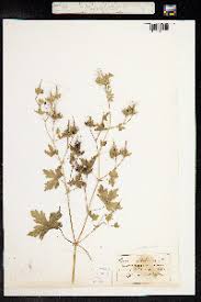 Attēlu rezultāti vaicājumam “Geranium bohemicum”