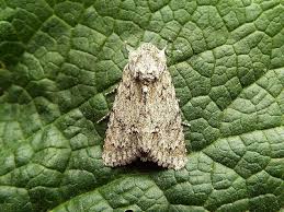 Attēlu rezultāti vaicājumam “Acronicta aceris”