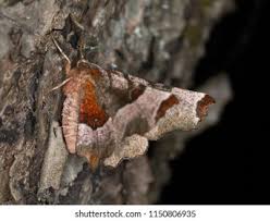 Attēlu rezultāti vaicājumam “Selenia tetralunaria”