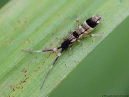 Attēlu rezultāti vaicājumam “Orchesella flavescens”