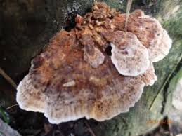 Attēlu rezultāti vaicājumam “Postia guttulata”