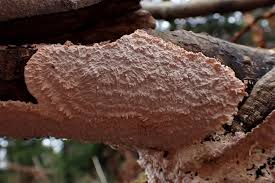 Attēlu rezultāti vaicājumam “Corticium roseum”