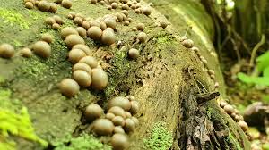 Attēlu rezultāti vaicājumam “Lycogala sp.”