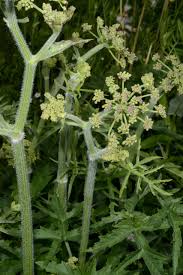 Attēlu rezultāti vaicājumam “Heracleum sphondylium subsp. sibiricum”