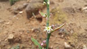 Attēlu rezultāti vaicājumam “Polygonum arenastrum flower”