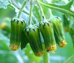 Attēlu rezultāti vaicājumam “Senecio vulgaris”