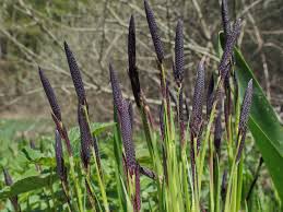 Attēlu rezultāti vaicājumam “Carex cespitosa”