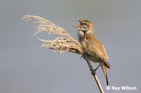 Image result for Acrocephalus arundinaceus