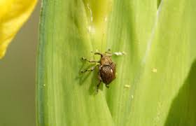 Attēlu rezultāti vaicājumam “Mononychus punctumalbum”