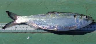 Image result for Alosa mediocris