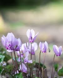 Attēlu rezultāti vaicājumam “Cyclamen hederifolium”