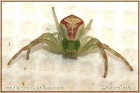 Attēlu rezultāti vaicājumam “Thomisidae”