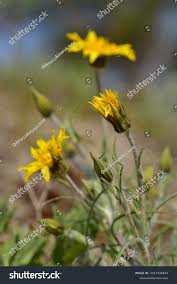 Attēlu rezultāti vaicājumam “Tragopogon heterospermus bud”