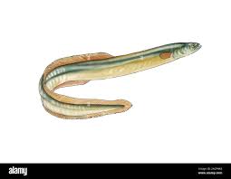 Image result for Anguilla anguilla