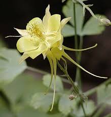 Image result for Aquilegia
