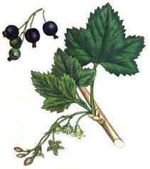 Attēlu rezultāti vaicājumam “Ribes nigrum leaf”