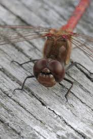 Attēlu rezultāti vaicājumam “Sympetrum vulgatum male”