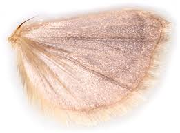 Attēlu rezultāti vaicājumam “Pediasia fascelinella”