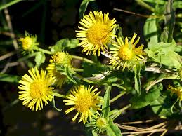 Attēlu rezultāti vaicājumam “Inula britannica flower”