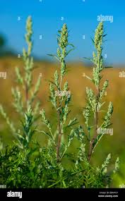 Attēlu rezultāti vaicājumam “Artemisia vulgaris”