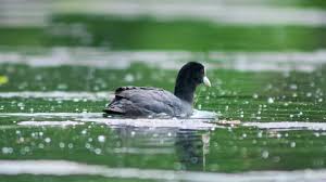 Attēlu rezultāti vaicājumam “Fulica atra adult”