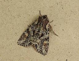 Attēlu rezultāti vaicājumam “Lacanobia contigua”