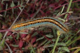 Attēlu rezultāti vaicājumam “Malacosoma castrensis larva”