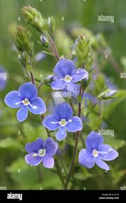 Attēlu rezultāti vaicājumam “Veronica chamaedrys flower”