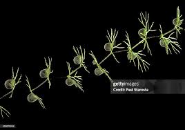 Attēlu rezultāti vaicājumam “Utricularia intermedia leaf”