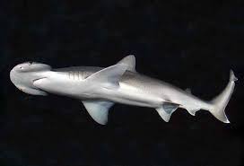 Image result for Sphyrna media