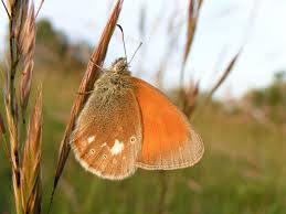 Attēlu rezultāti vaicājumam “Coenonympha glycerion”