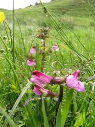 Attēlu rezultāti vaicājumam “Pedicularis palustris flower”