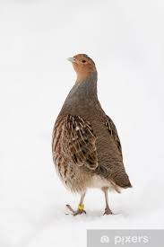 Attēlu rezultāti vaicājumam “Perdix perdix”