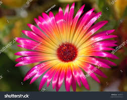 Image result for Mesembryanthemum criniflorum