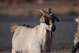 Attēlu rezultāti vaicājumam “Capra”